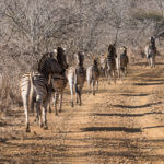 , Good eyesight, camouflage, and why zebras have stripes.