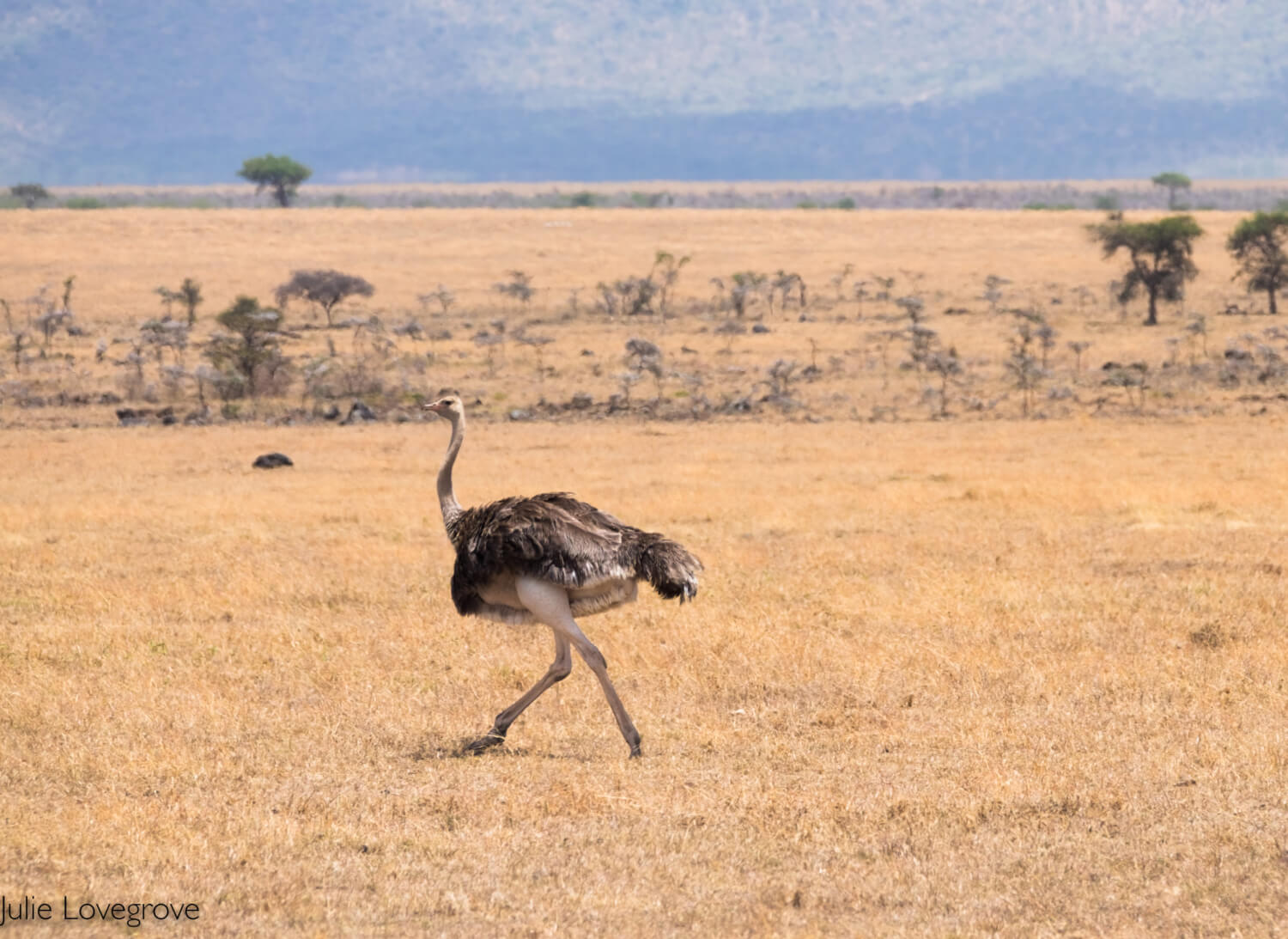 , Birds of Kenya