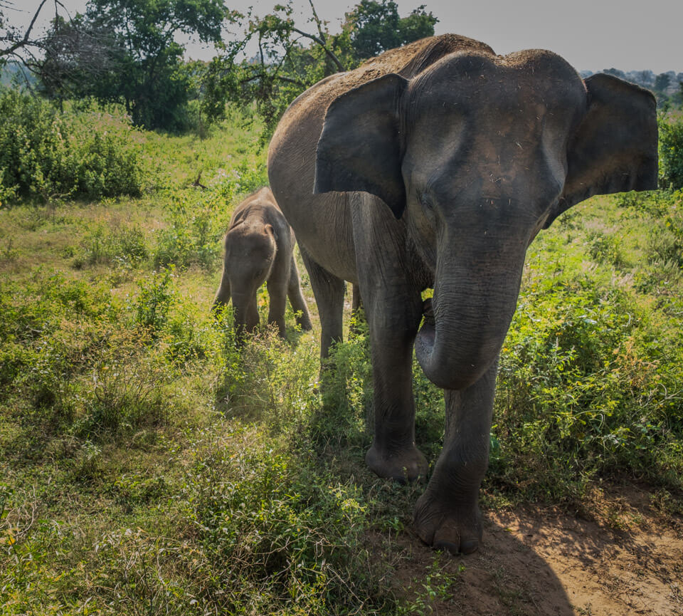 , Sri Lanka &#8211; Ella to Mirissa and Udawalawe National Park