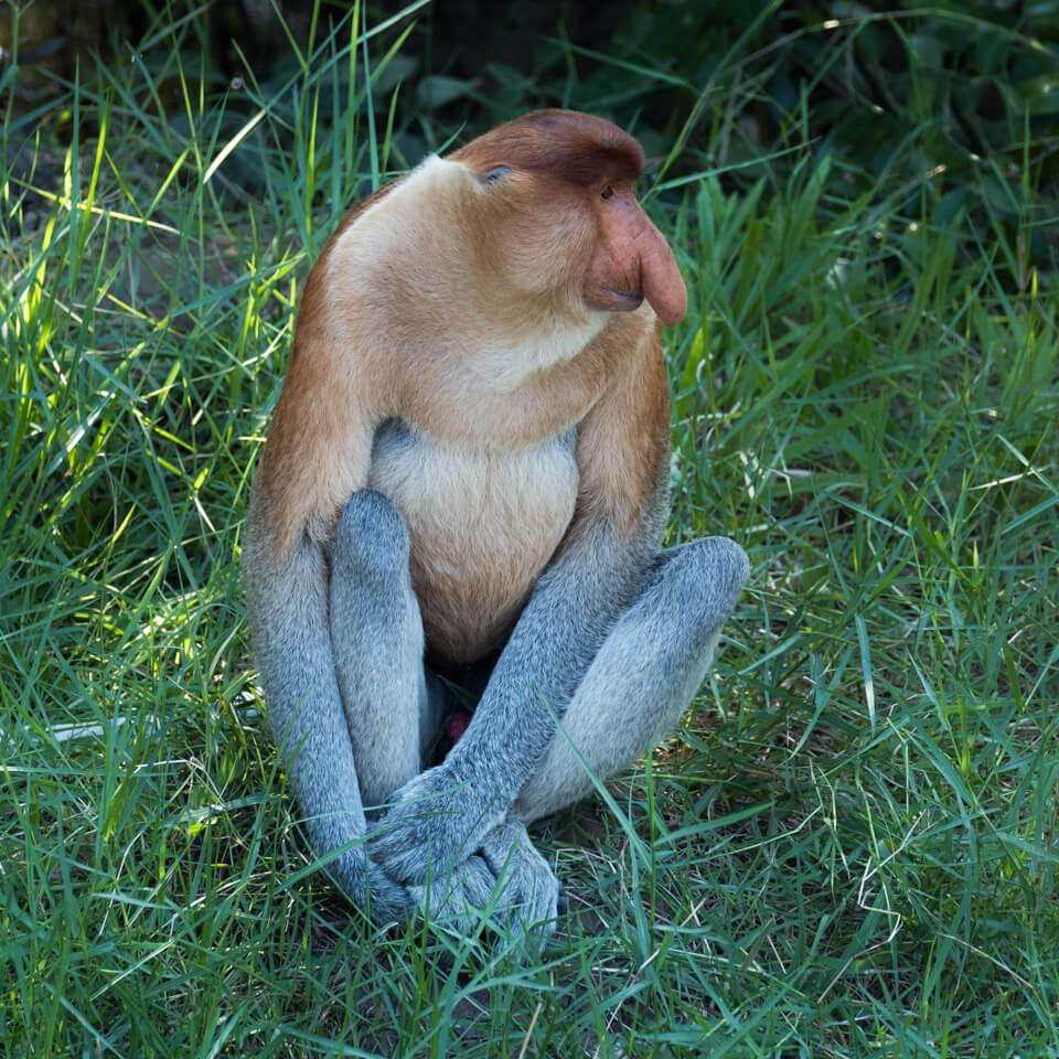 , Borneo &#8211; Proboscis Monkeys