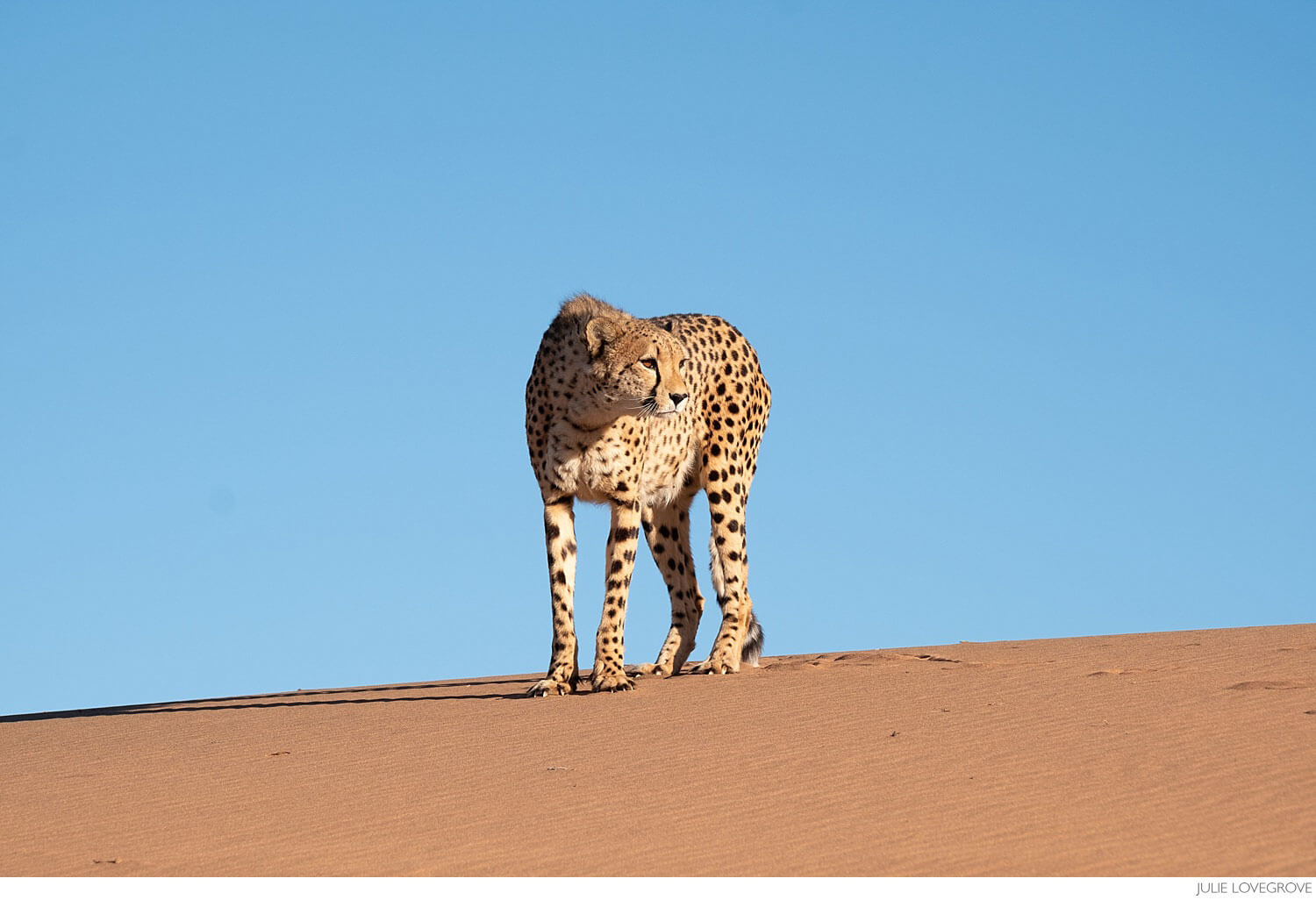 , Namibia 2018 &#8211; Wildlife