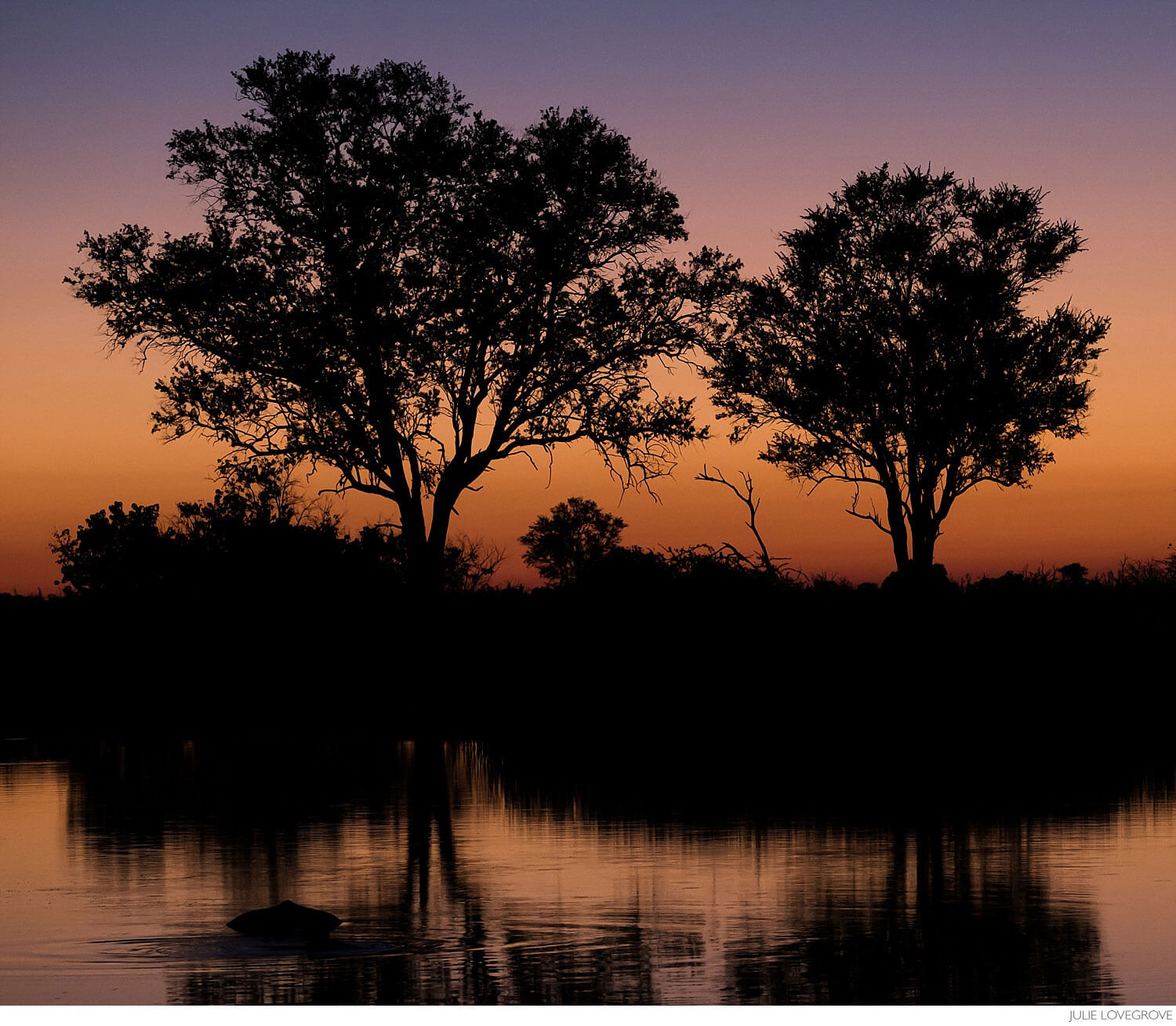 , Botswana Part 2.  Moremi Game Reserve.