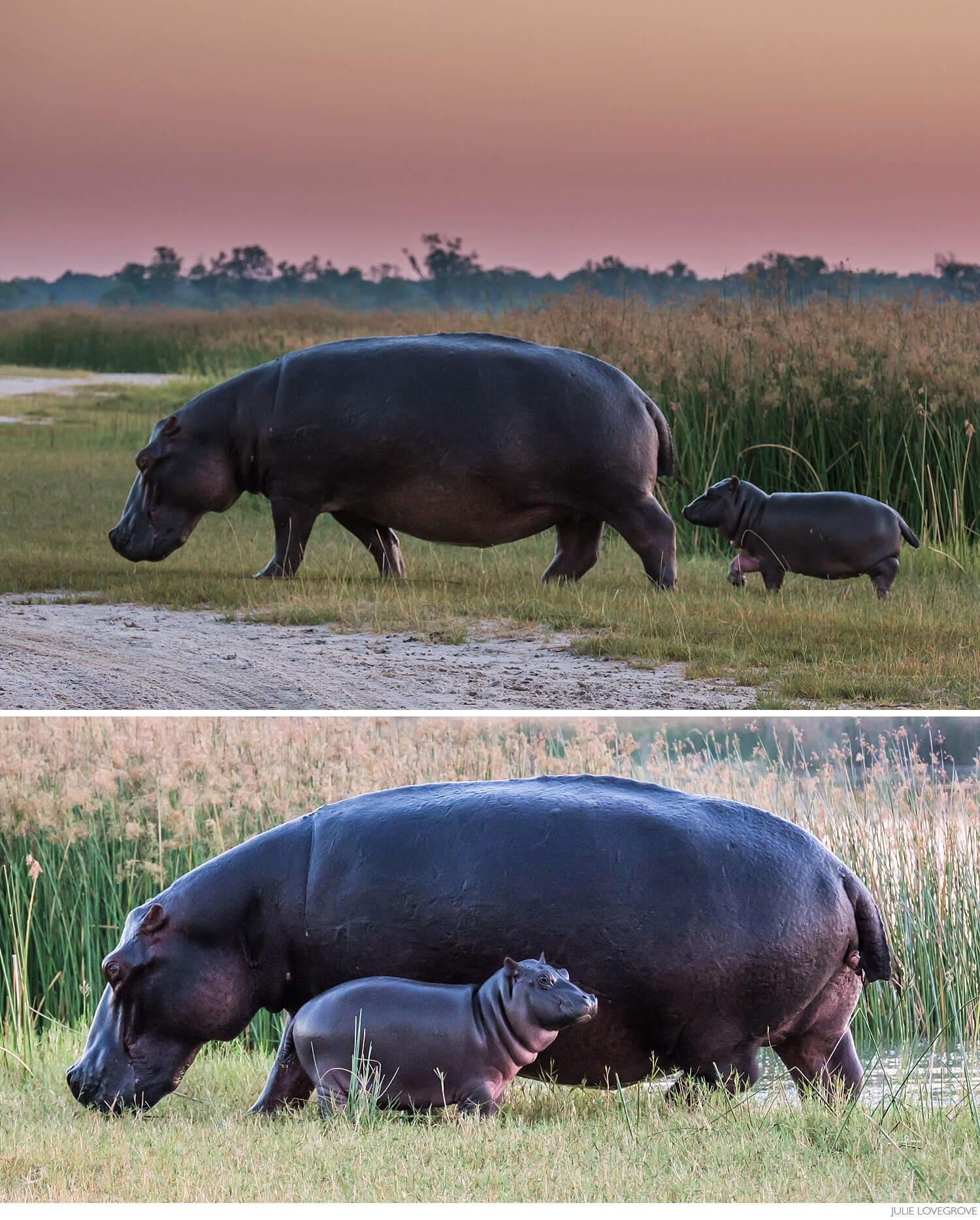 , Botswana Part 2.  Moremi Game Reserve.