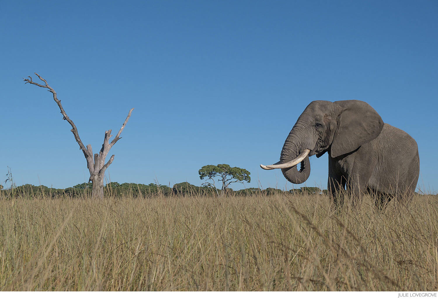 , The very confused Elephant!  Imire, Zimbabwe