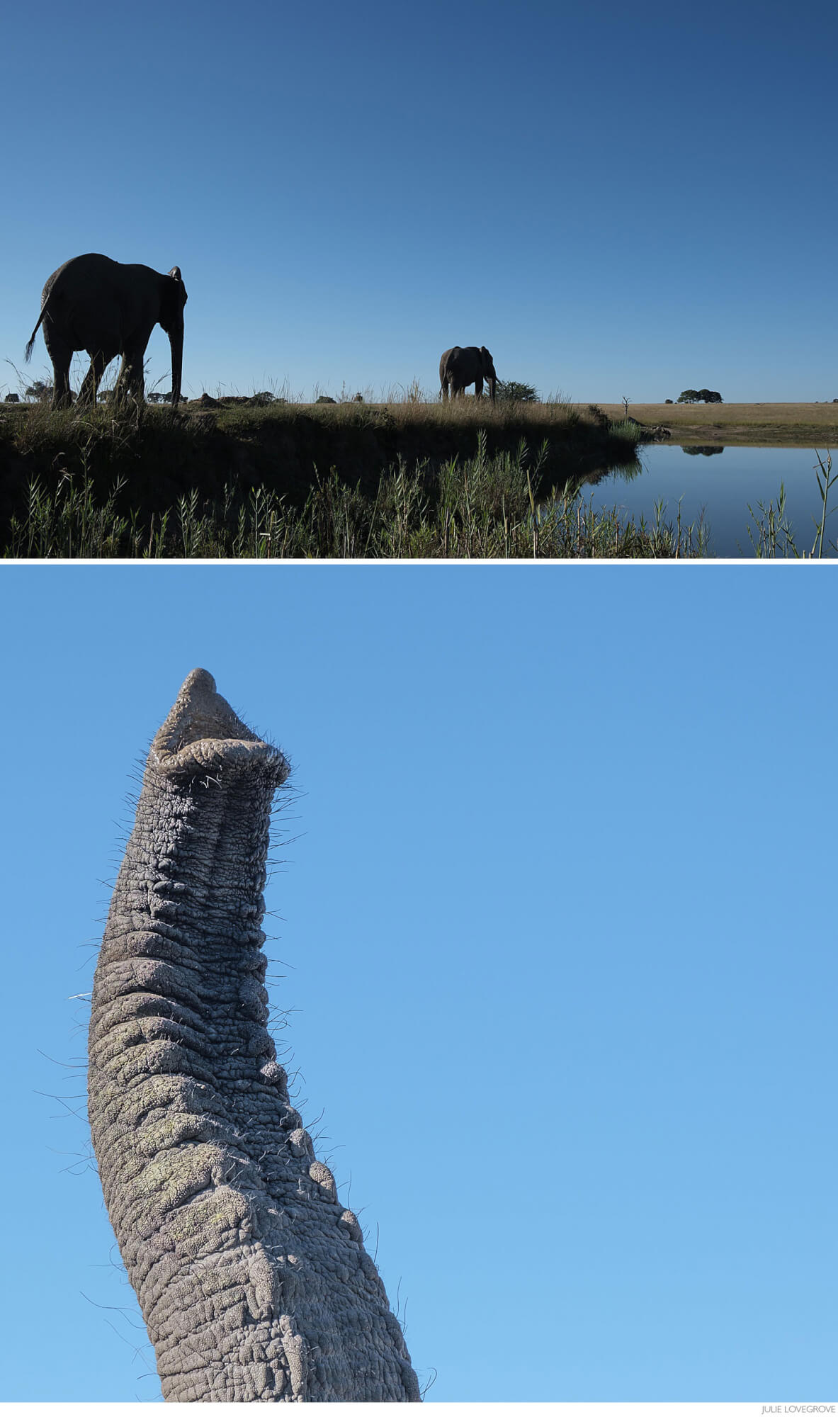 , The very confused Elephant!  Imire, Zimbabwe