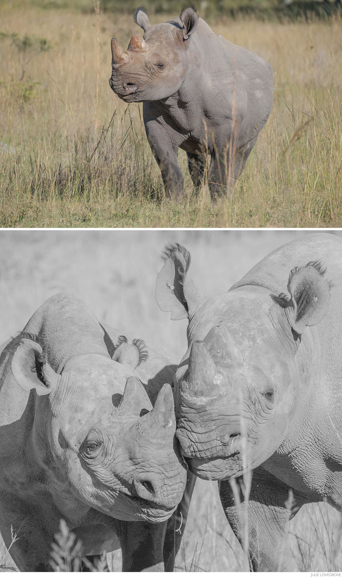, Imire,Zimbabwe. The rhinos.