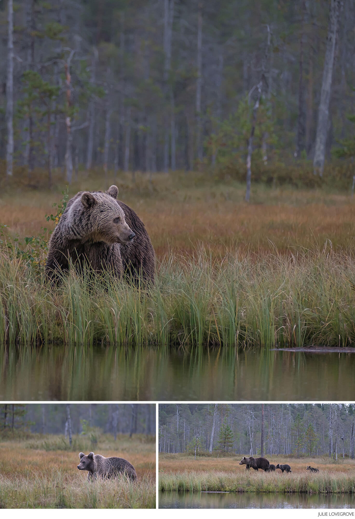 , Bears in Finland&#8230;..