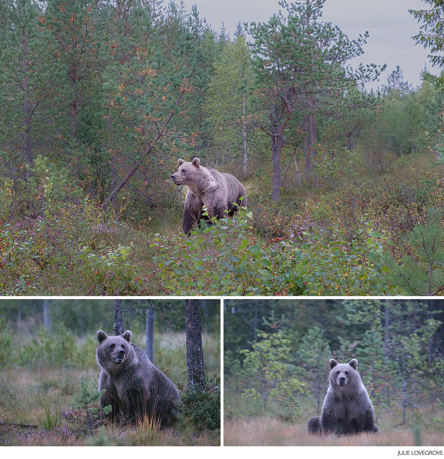 , Bears in Finland&#8230;..