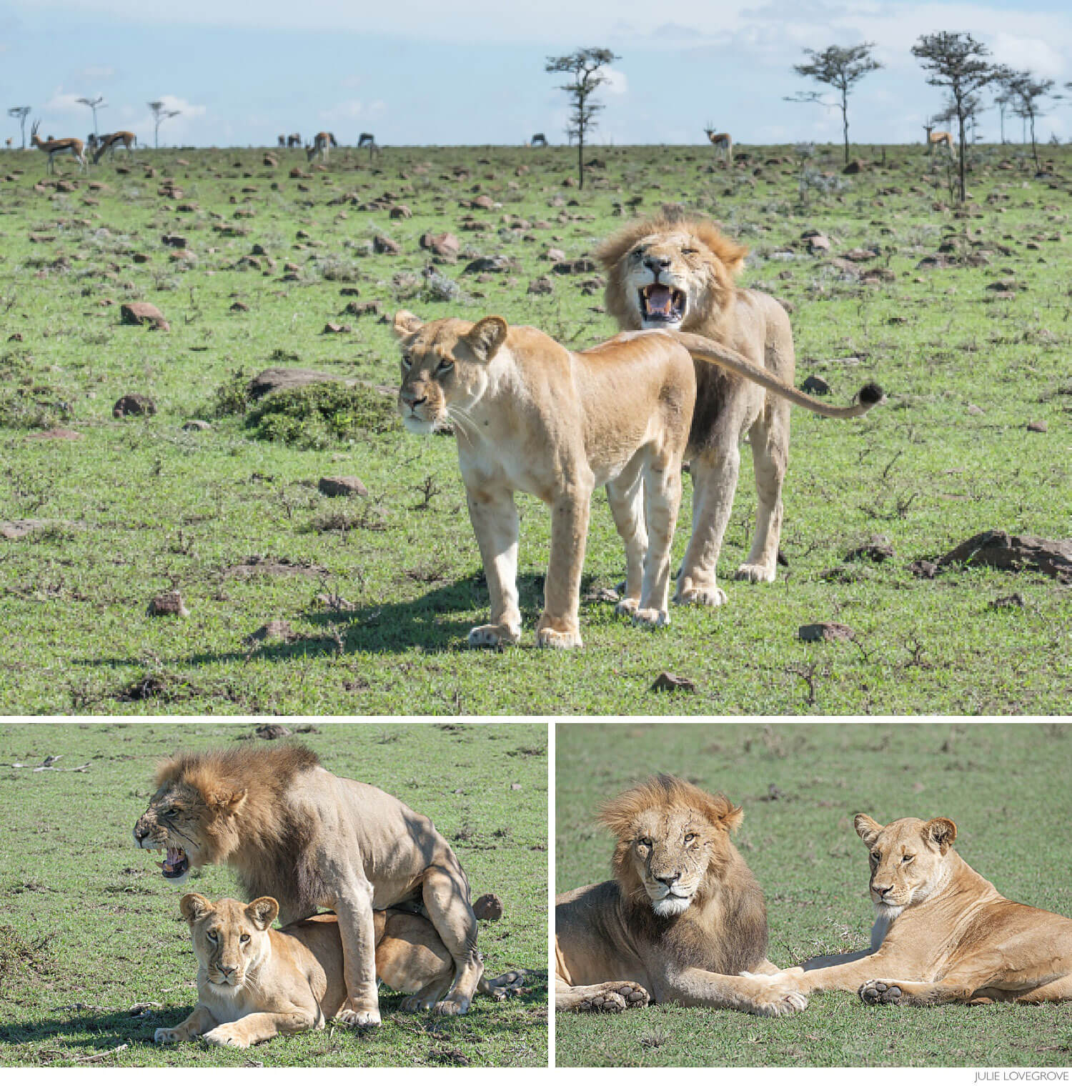 , Kenya. Part 3. Big Cats.