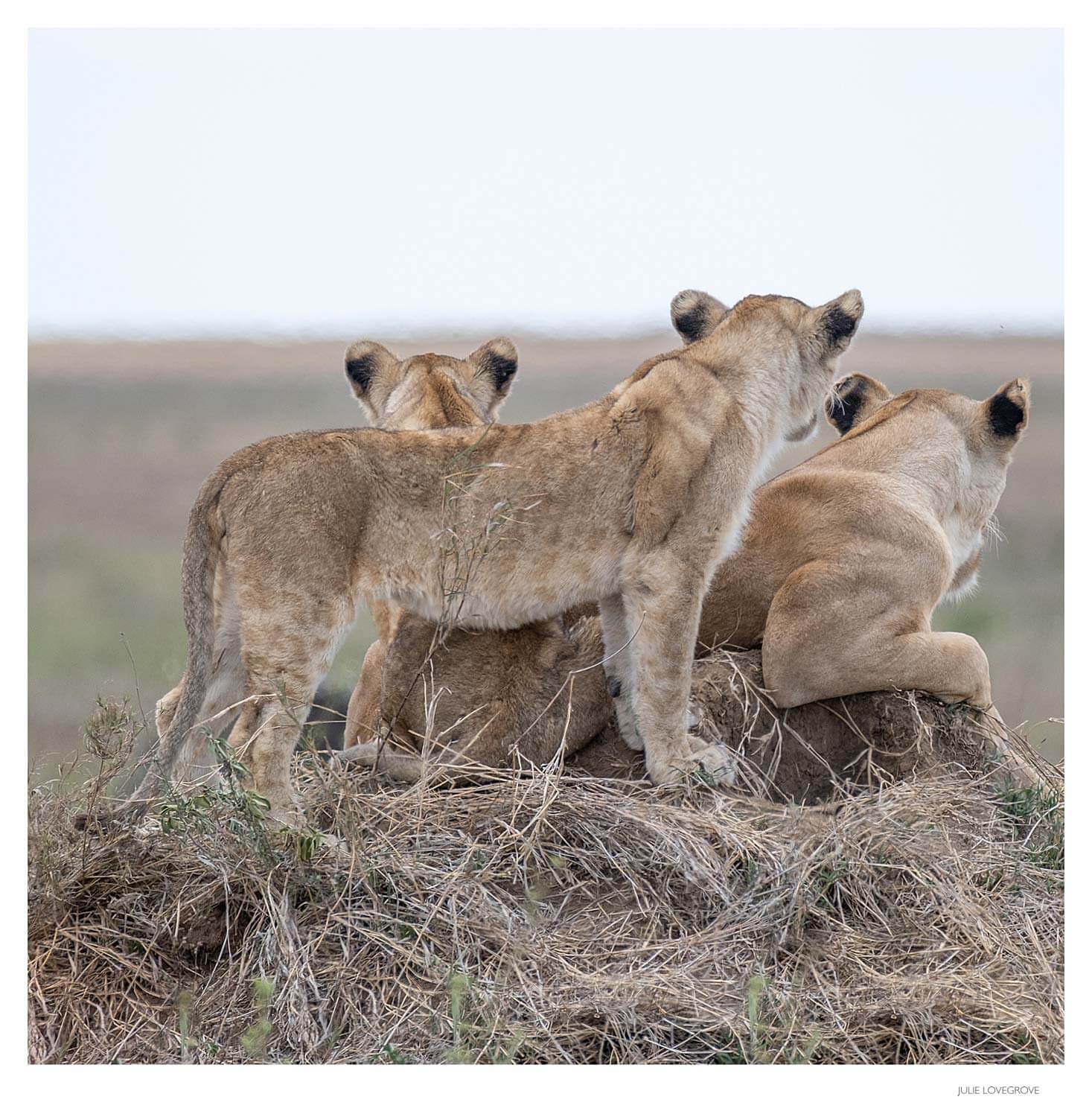 , Tanzania Part 3.  Serengeti.