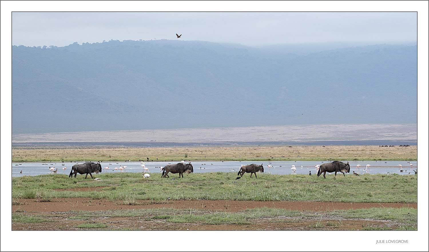 , Tanzania Part 4.  Ngorongoro Crater