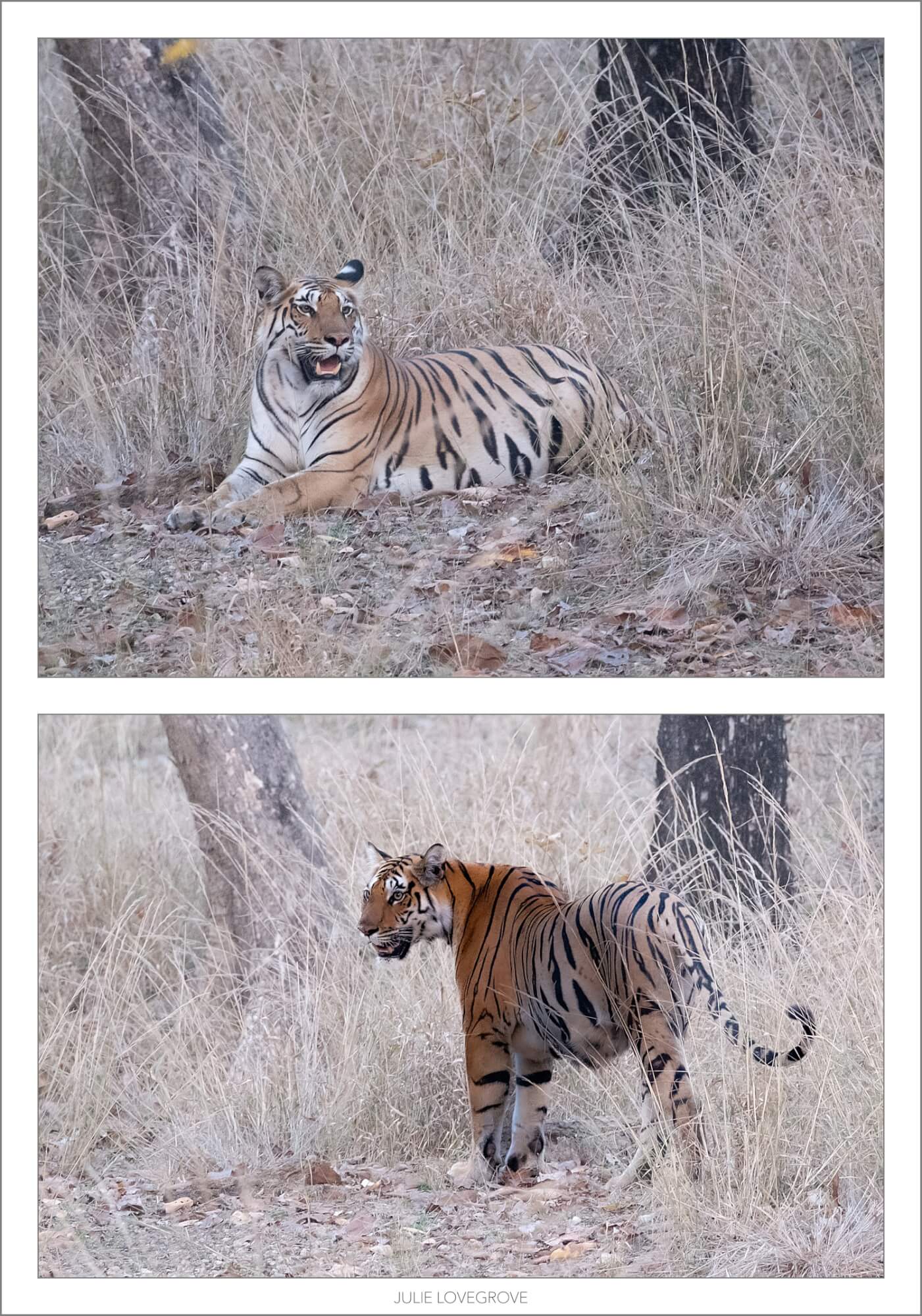 , India. Part 1.  Pench
