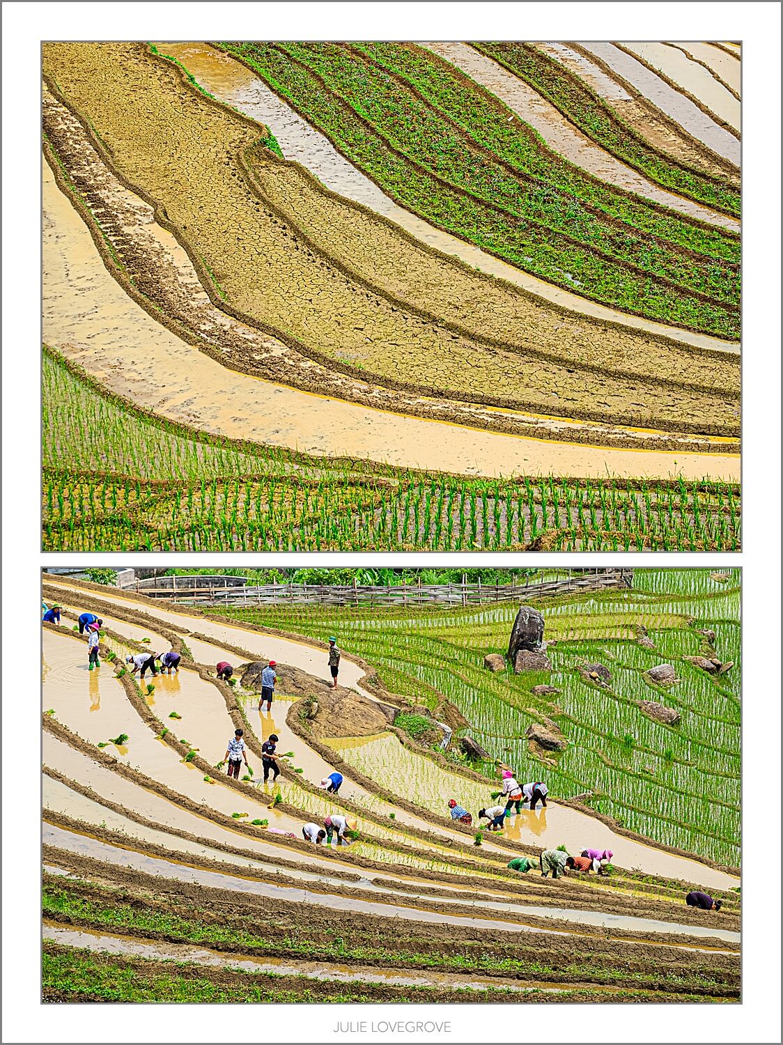 , Vietnam 2023. Rice Terraces