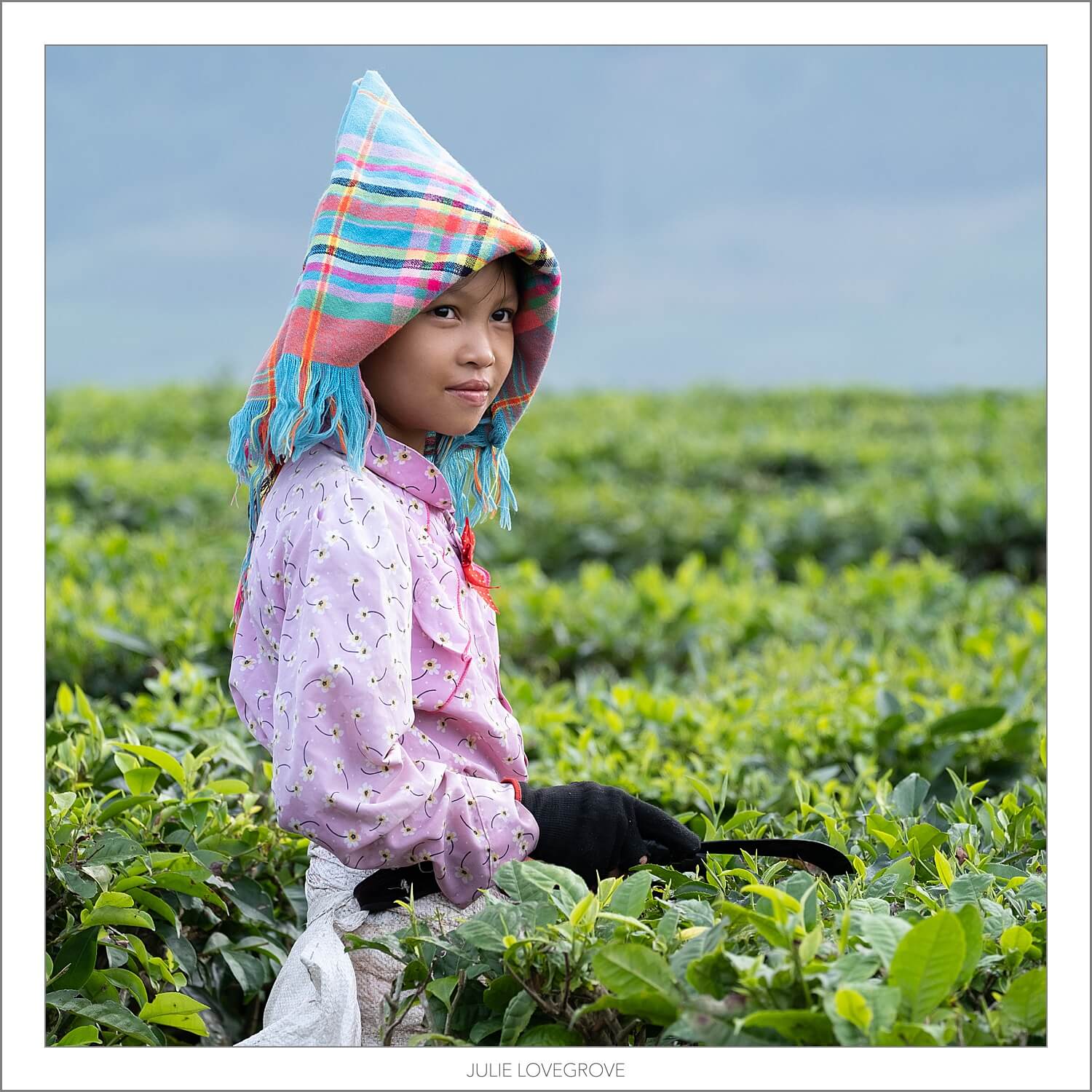 , Vietnam 2023.  Tea anyone?