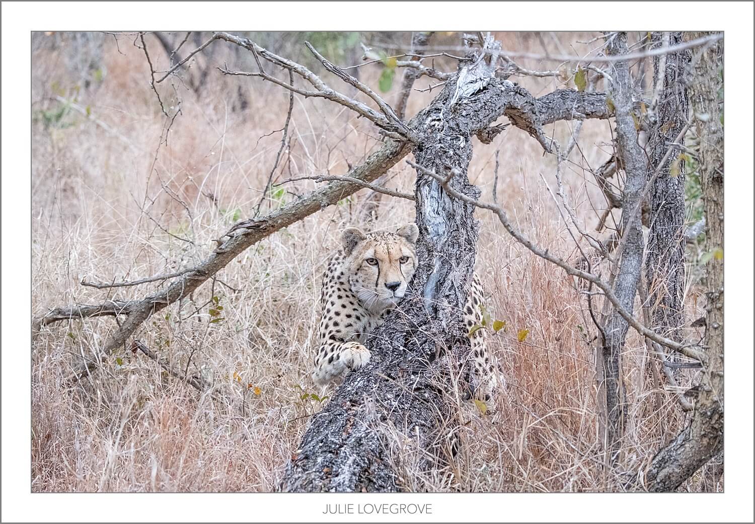 , Greater Kruger Safari