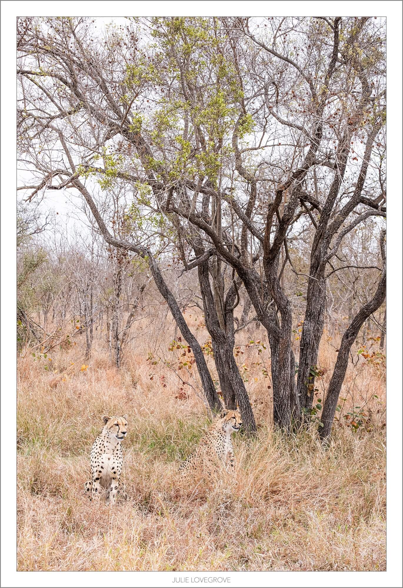 , Greater Kruger Safari