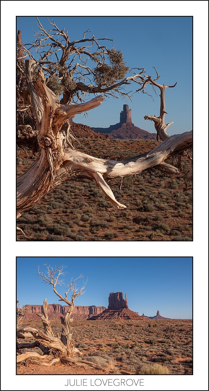 Dead trees in Monument Valley. Arizona.