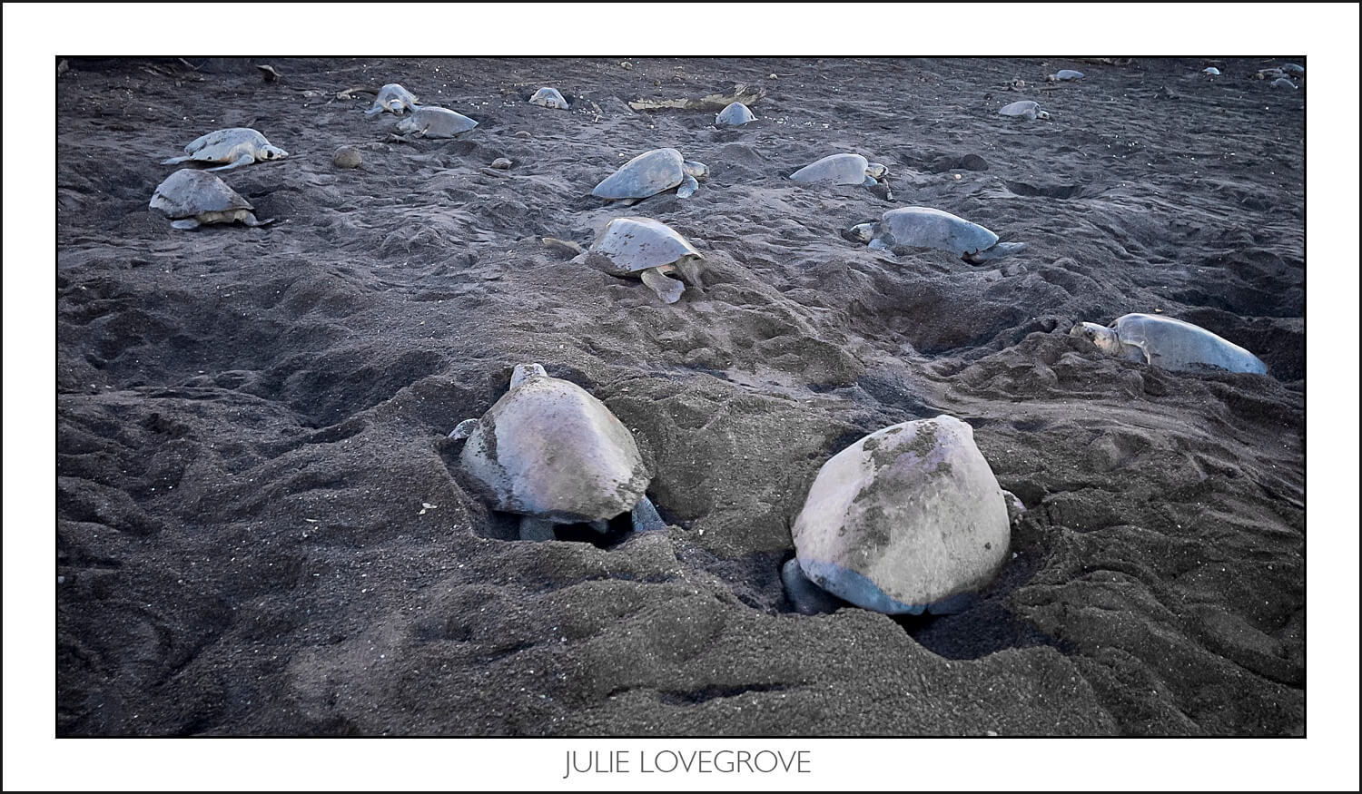 , Playa Ostinal – The Arribada