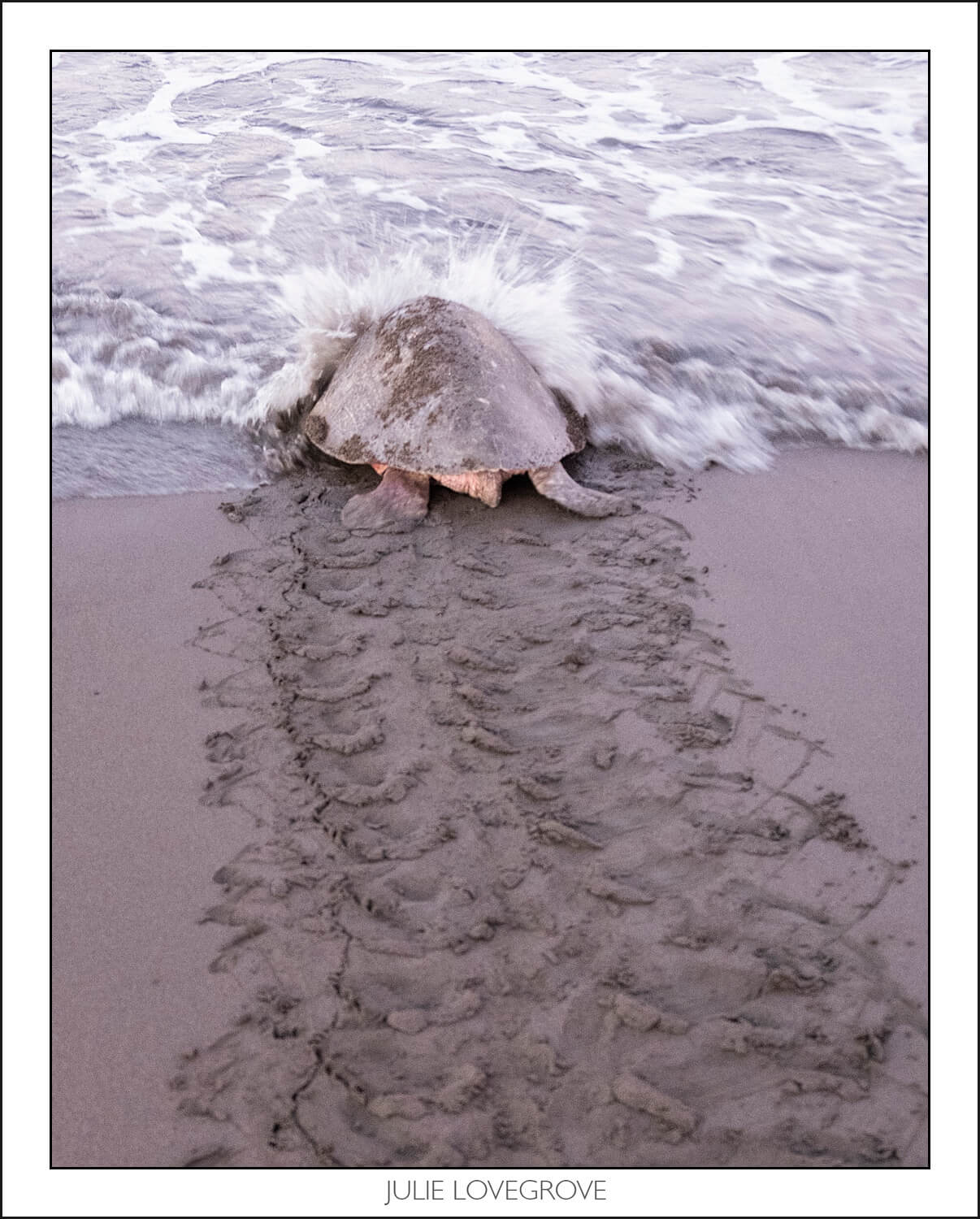 , Playa Ostinal – The Arribada