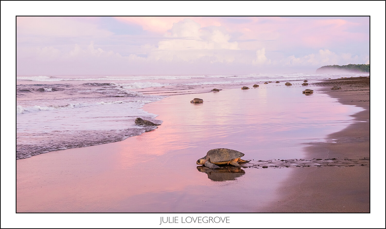 , Playa Ostinal – The Arribada