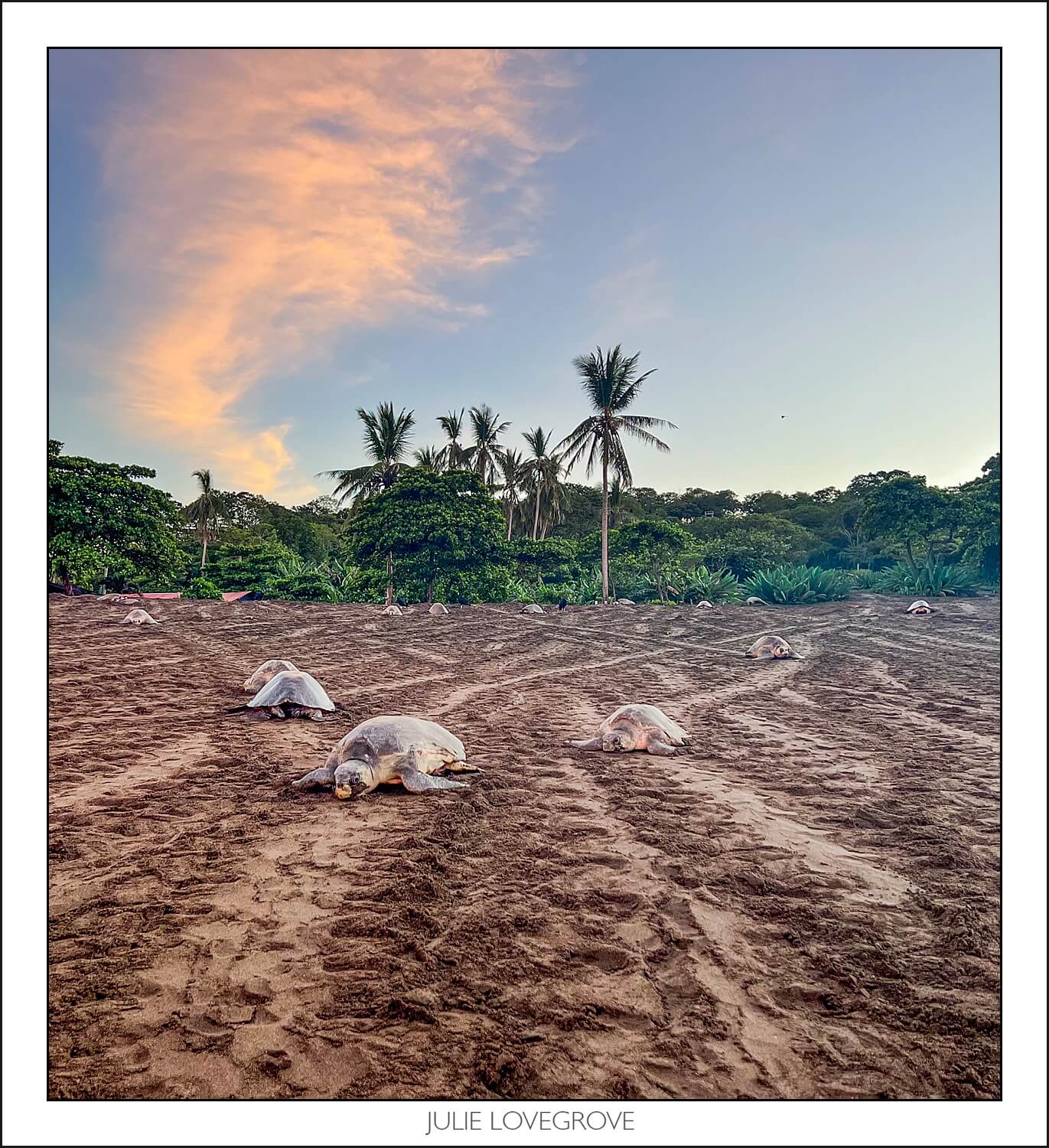 , Playa Ostinal – The Arribada
