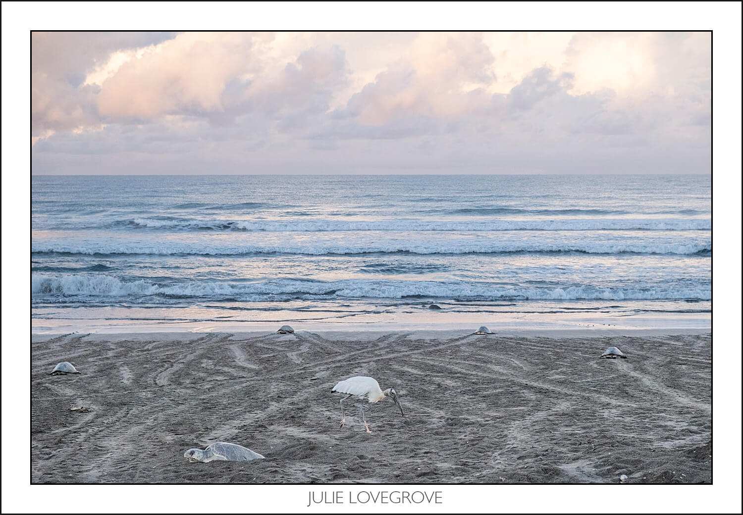 , Playa Ostinal – The Arribada