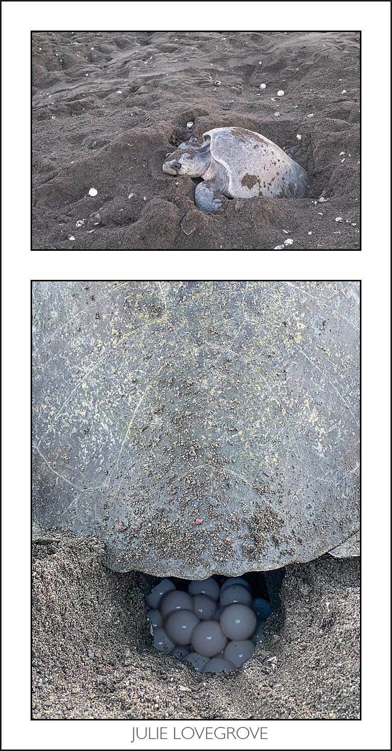 , Playa Ostinal – The Arribada
