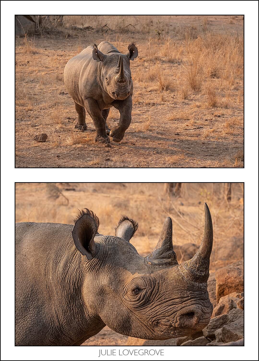 , Imiri Rhino & Wildlife Conservation. 2026. Zimbabwe