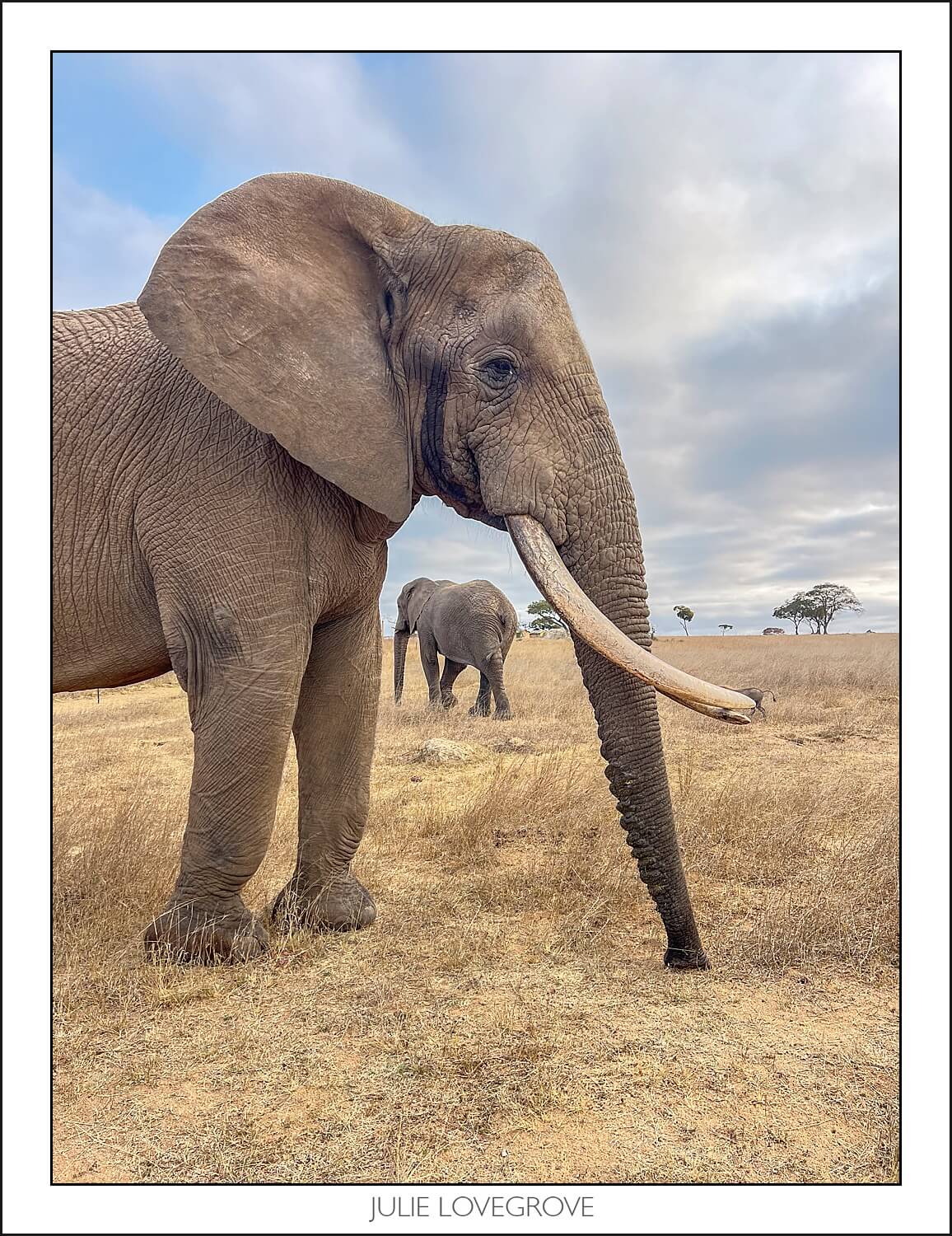 , Imiri Rhino & Wildlife Conservation. 2026. Zimbabwe