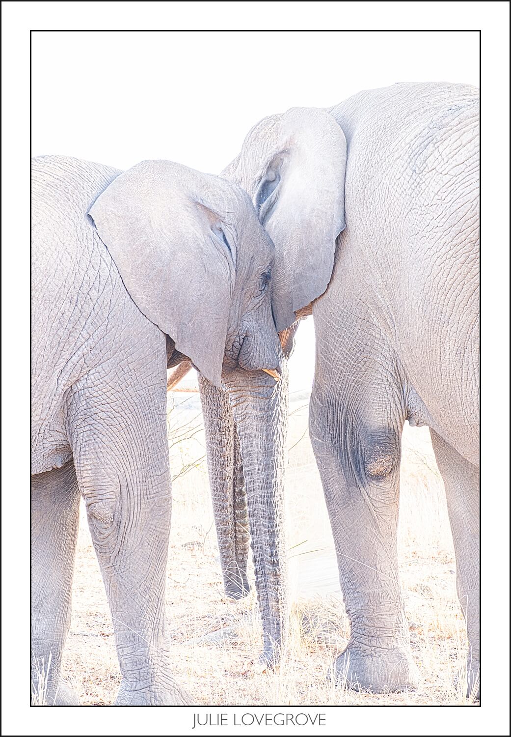 , Imiri Rhino & Wildlife Conservation. 2026. Zimbabwe
