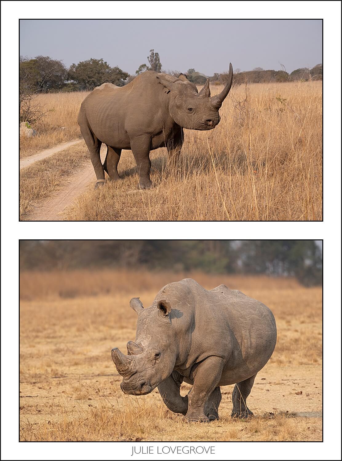 , Imiri Rhino & Wildlife Conservation. 2026. Zimbabwe