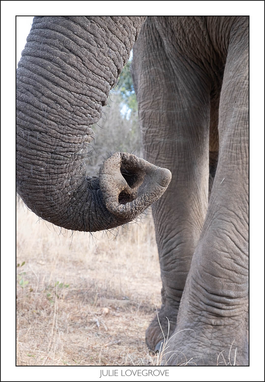 , Imiri Rhino & Wildlife Conservation. 2026. Zimbabwe