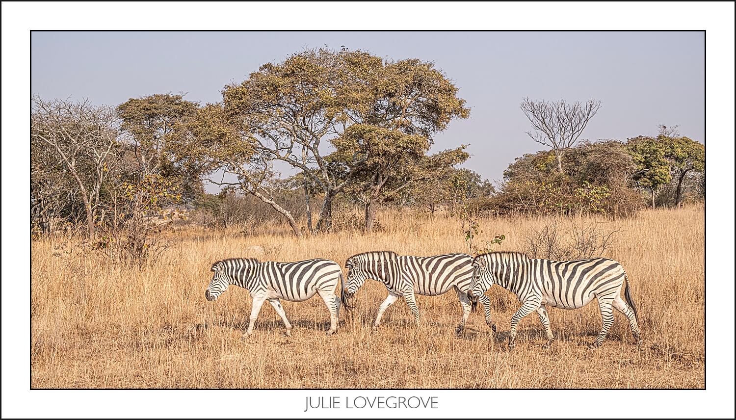 , Imiri Rhino & Wildlife Conservation. 2026. Zimbabwe