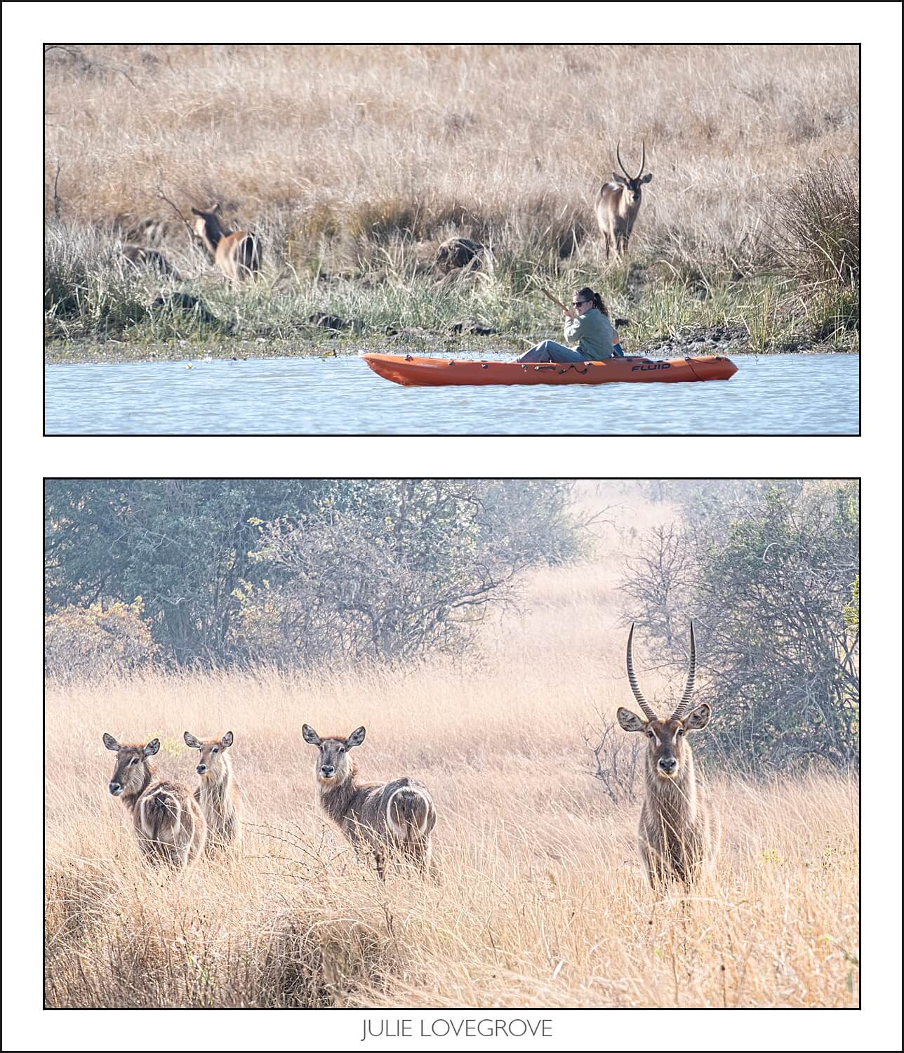 , Imiri Rhino & Wildlife Conservation. 2026. Zimbabwe