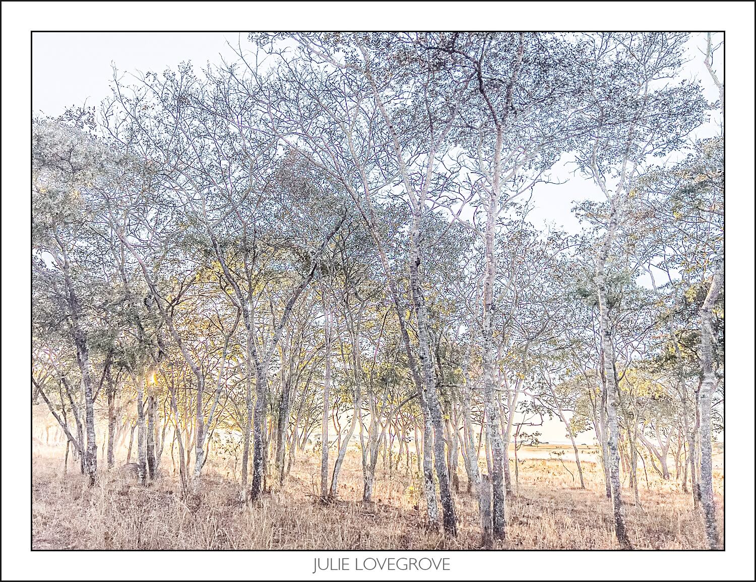 , Imiri Rhino & Wildlife Conservation. 2026. Zimbabwe