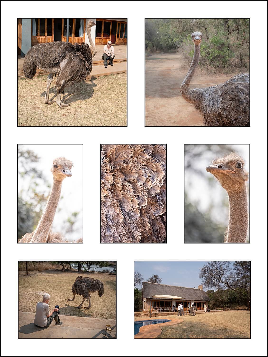 , Imiri Rhino & Wildlife Conservation. 2026. Zimbabwe