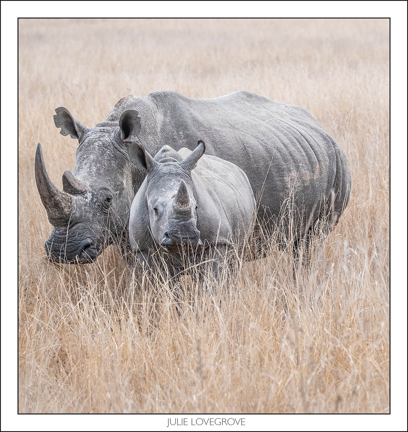 , Imiri Rhino & Wildlife Conservation. 2026. Zimbabwe