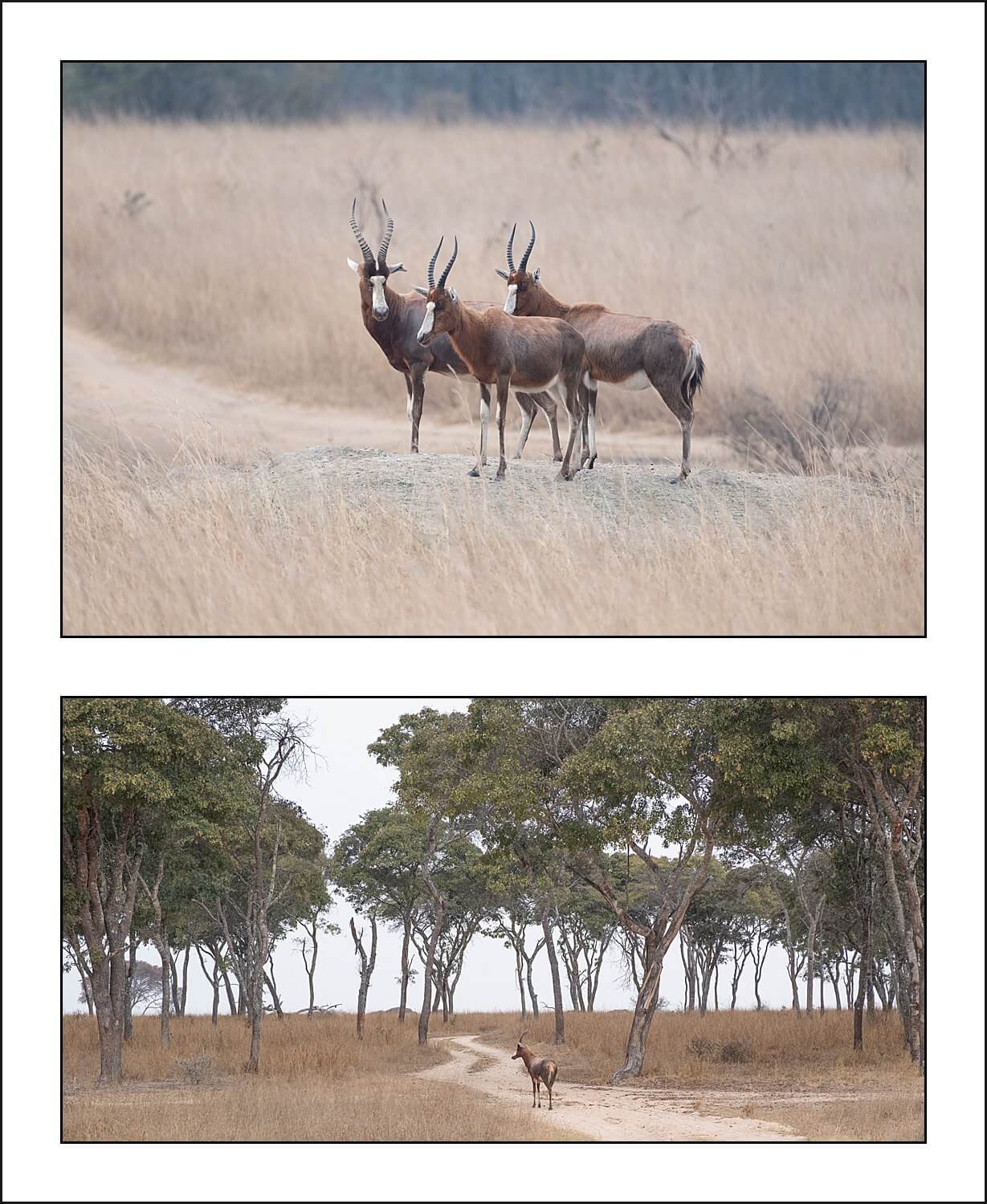 , Imiri Rhino & Wildlife Conservation. 2026. Zimbabwe