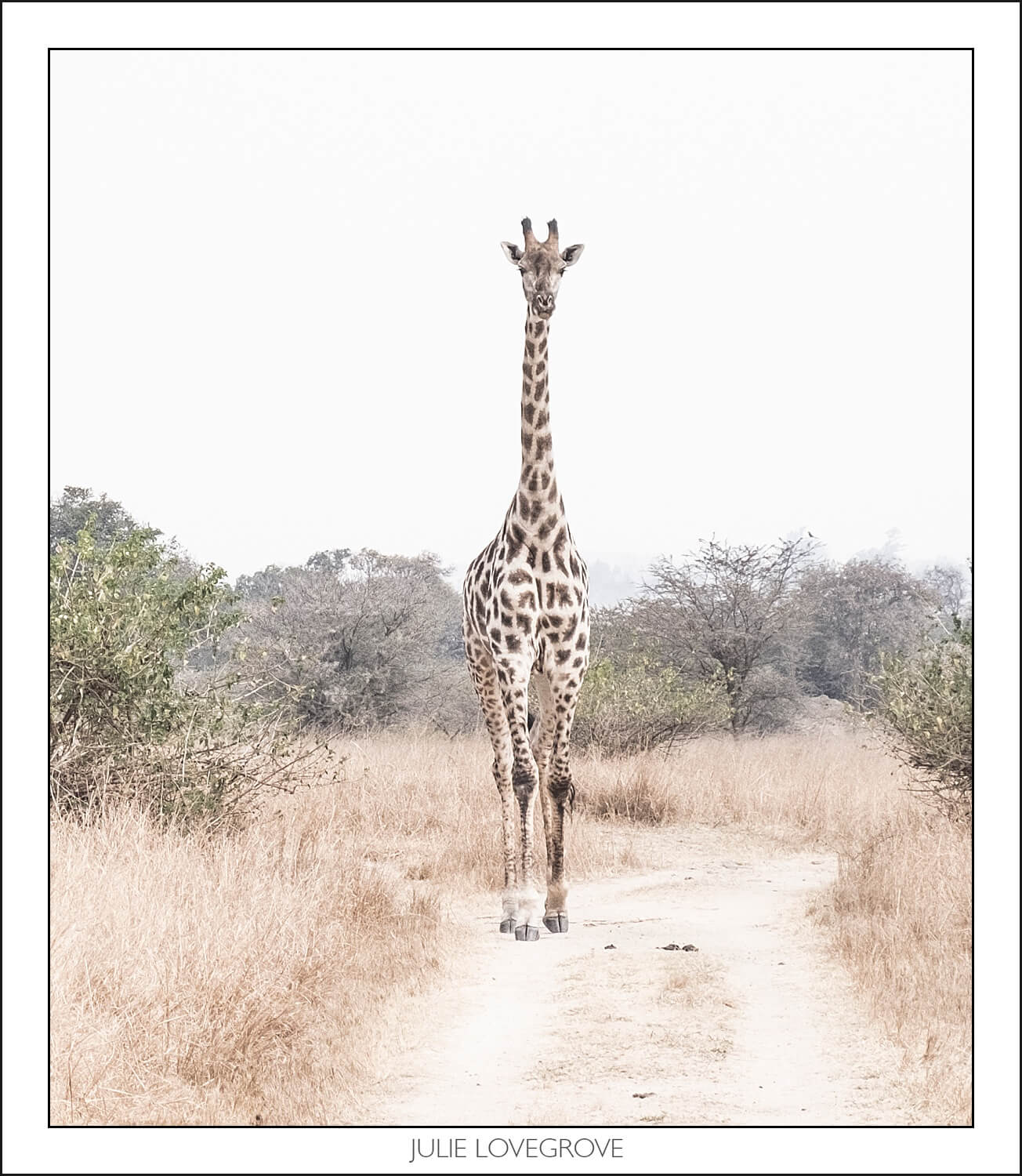 , Imiri Rhino & Wildlife Conservation. 2026. Zimbabwe