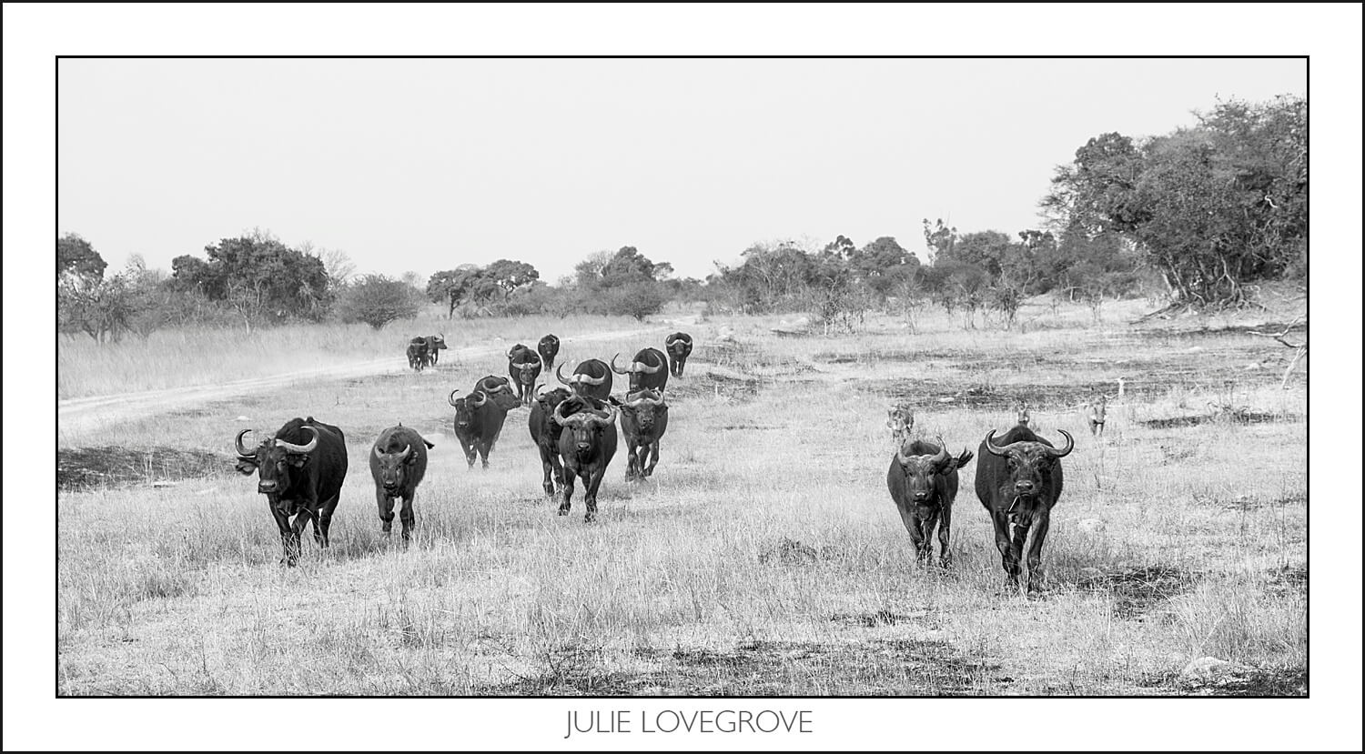 , Imiri Rhino & Wildlife Conservation. 2026. Zimbabwe