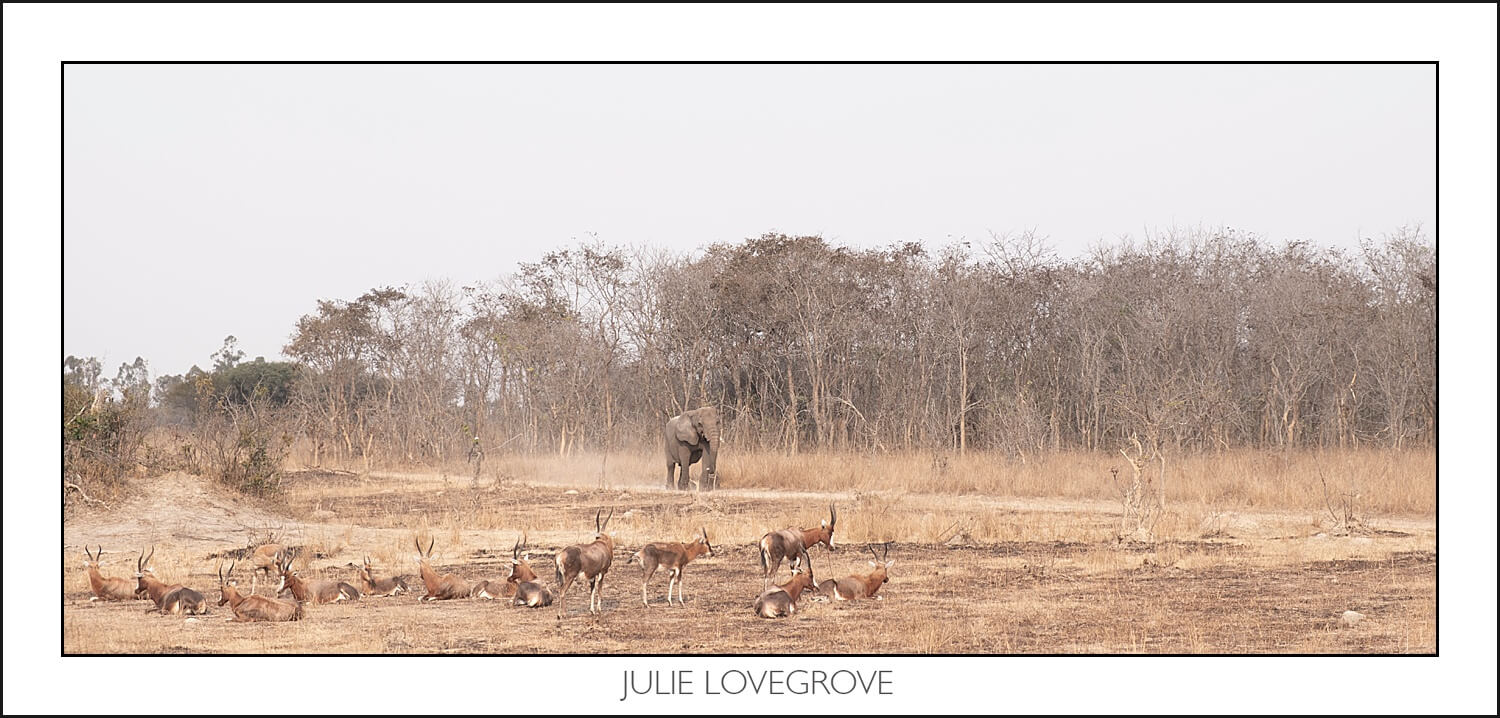 , Imiri Rhino & Wildlife Conservation. 2026. Zimbabwe