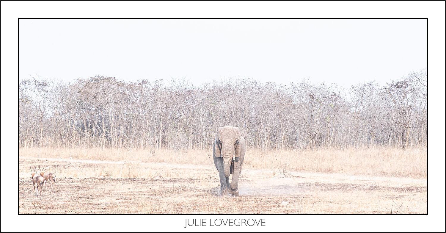 , Imiri Rhino & Wildlife Conservation. 2026. Zimbabwe