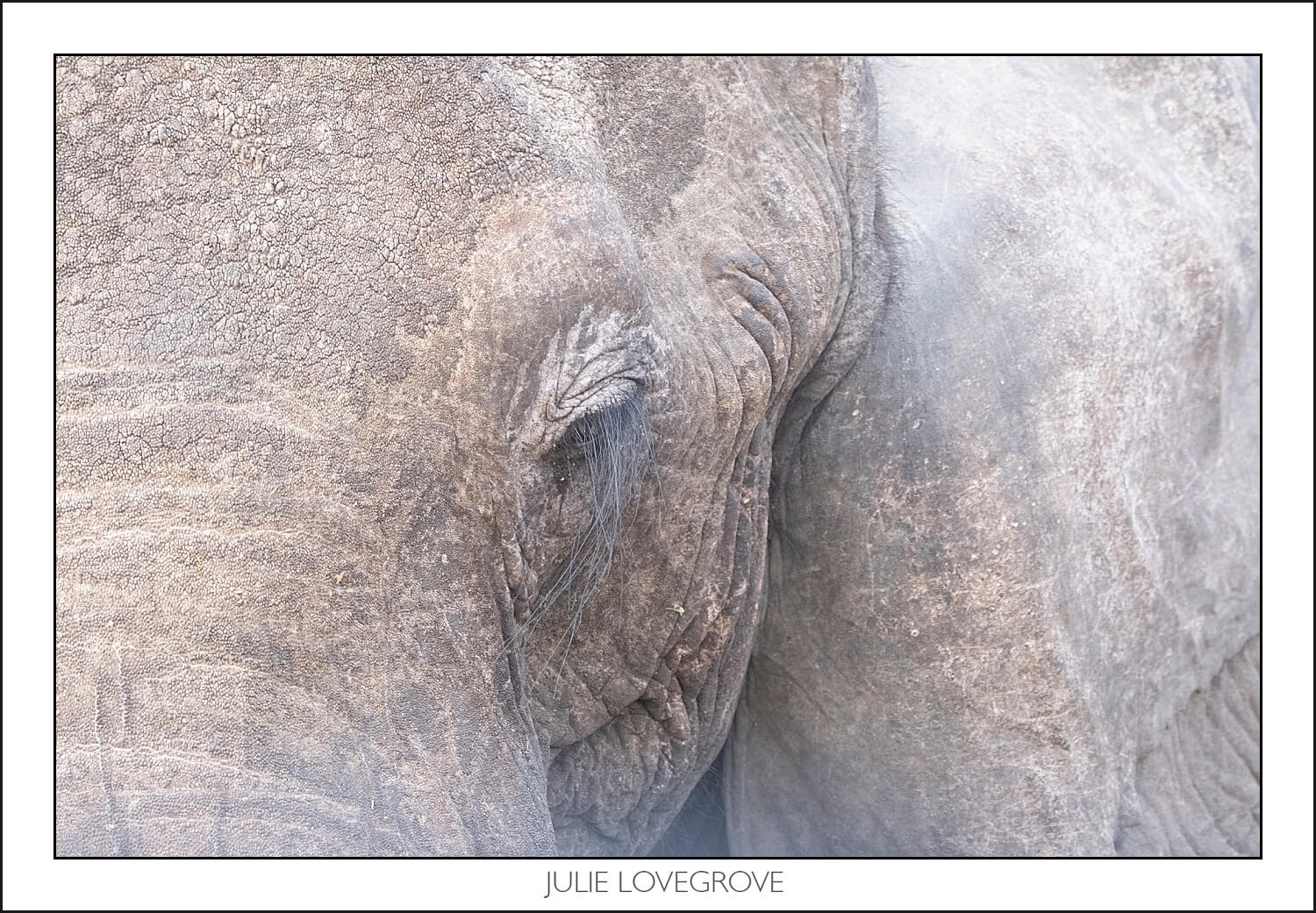 , Imiri Rhino & Wildlife Conservation. 2026. Zimbabwe