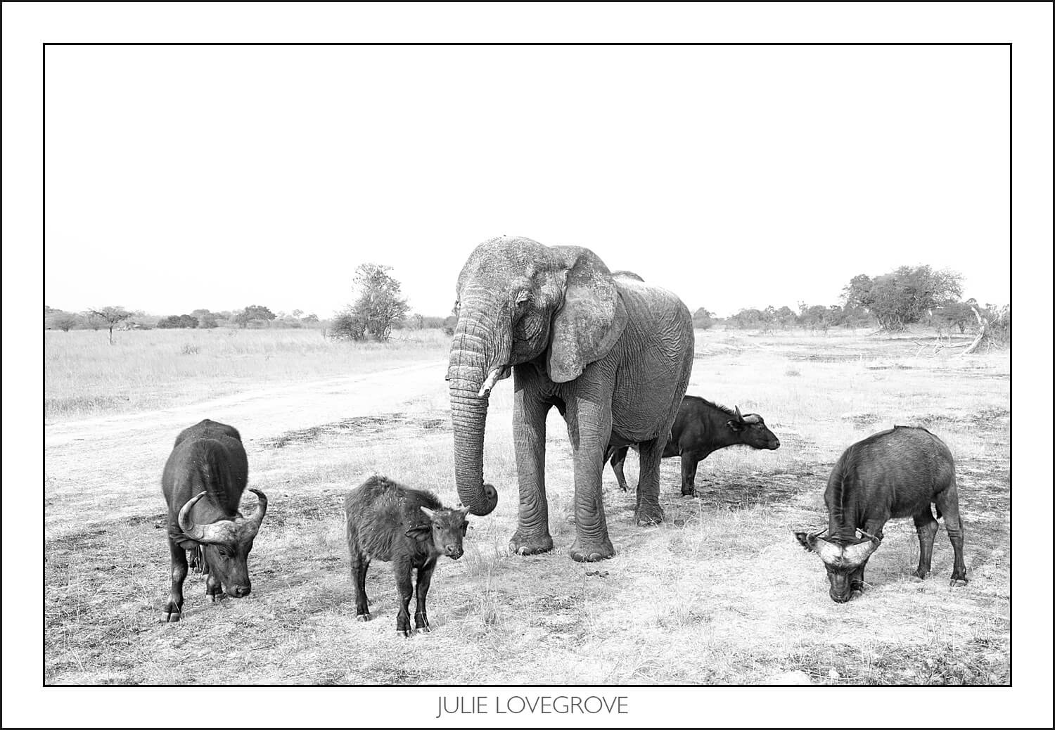 , Imiri Rhino & Wildlife Conservation. 2026. Zimbabwe