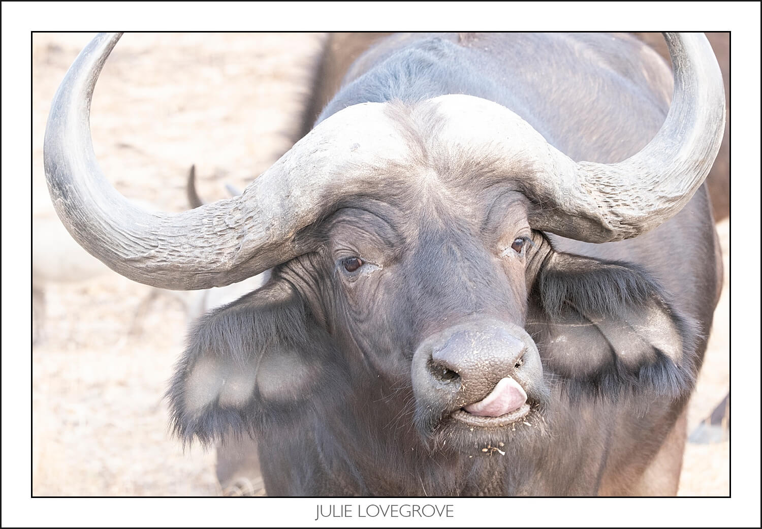 , Imiri Rhino & Wildlife Conservation. 2026. Zimbabwe