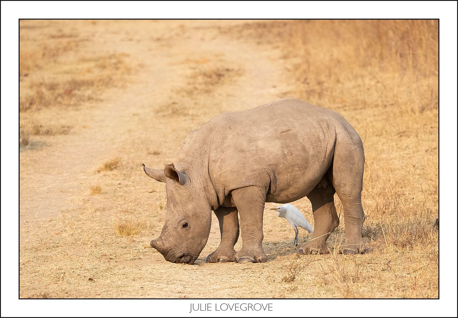, Imiri Rhino & Wildlife Conservation. 2026. Zimbabwe