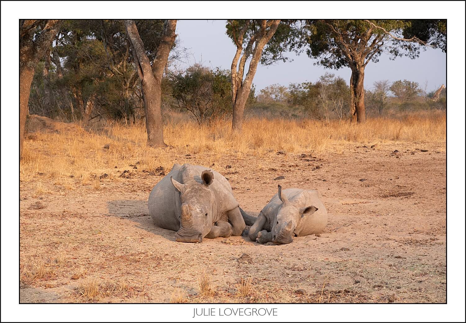 , Imiri Rhino & Wildlife Conservation. 2026. Zimbabwe