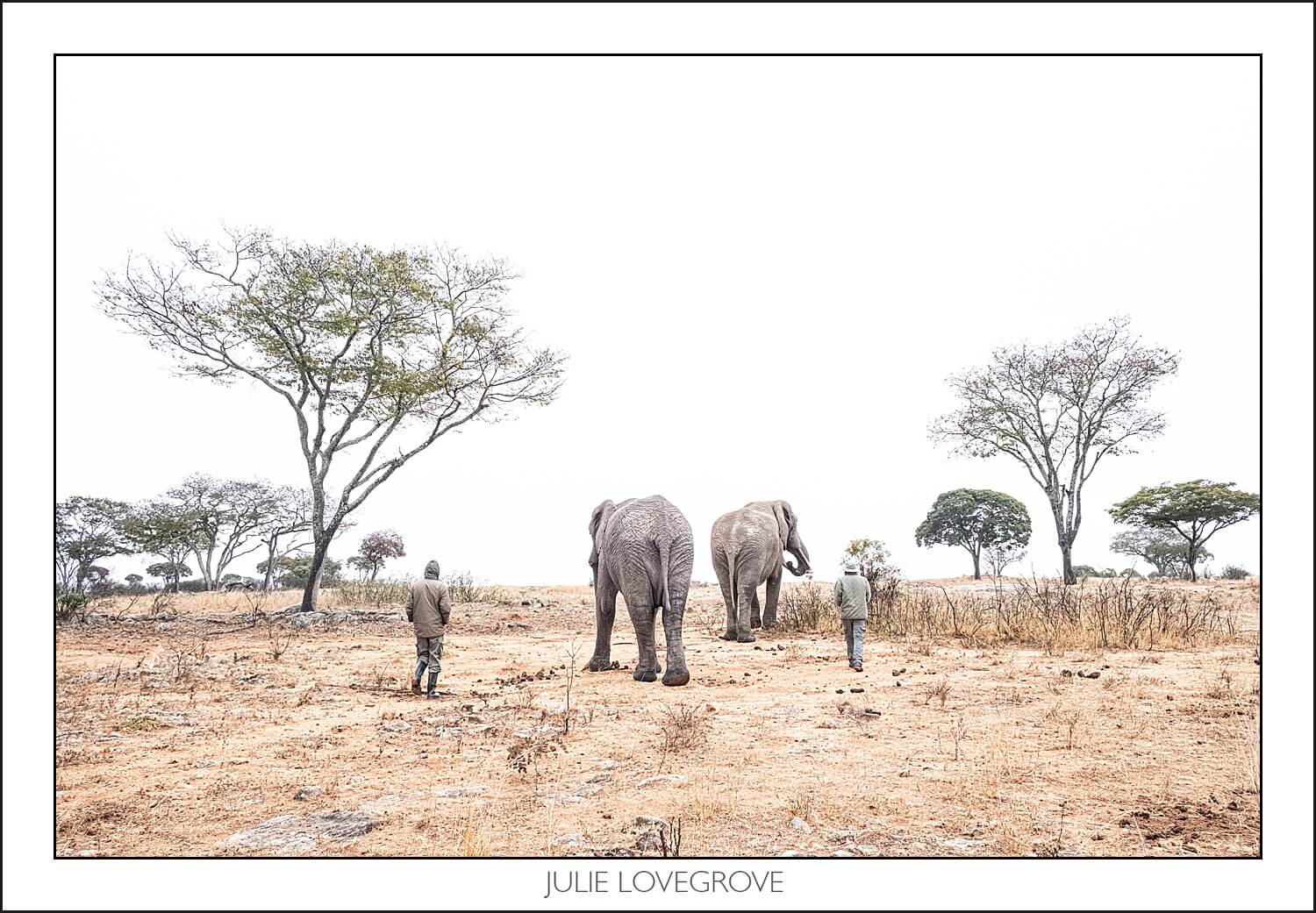 , Imiri Rhino & Wildlife Conservation. 2026. Zimbabwe