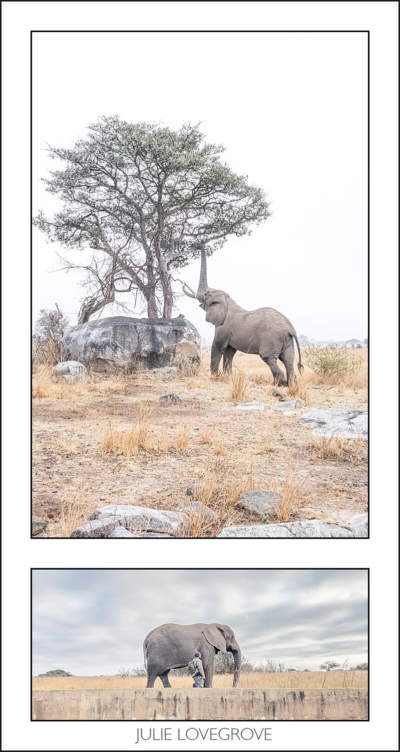 , Imiri Rhino & Wildlife Conservation. 2026. Zimbabwe