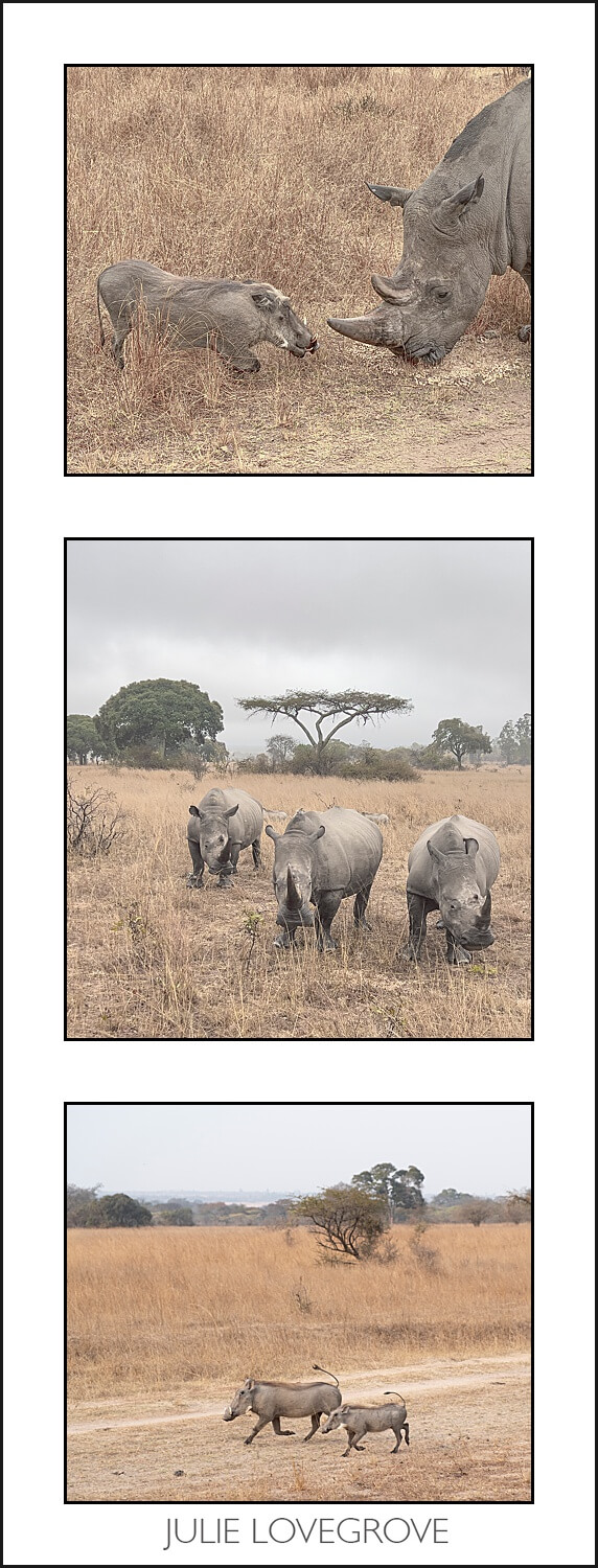 , Imiri Rhino & Wildlife Conservation. 2026. Zimbabwe